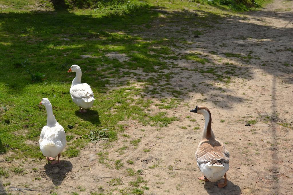 Pivovar Kocour Varnsdorf Esterno foto